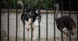 Avrupa'da Kuş Gribi Alarmı: Salgın Yayılıyor