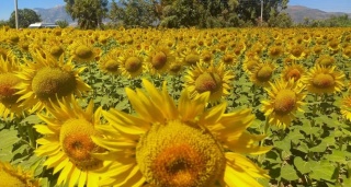 Aydın'da Ayçiçeği Hasadı ve Alternatif Ürün Başarısı