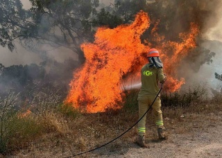 Aydın'da Orman Yangını Riskine Karşı Uyarılar ve Önlemler