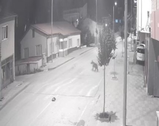 Ayılar Sivas'ın Zara İlçesinde Sokaklarda Yürüyüşe Çıktı