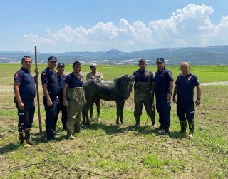 Bataklıktan Kurtuluş: Alaşehir'de İki Katır ve Sahibinin Macerası