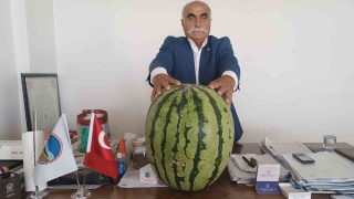 Batman Ovası'nda Dev Karpuz Şaşkınlığı