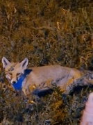 Bayburt'ta Bir Tilkiyle Kurulan Dostluk Hikayesi