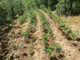 Bingöl Kırsalında Kenevir Operasyonu