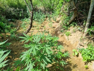 Bingöl'de Uyuşturucu ile Mücadele: 1696 Kök Kenevir Ele Geçirildi