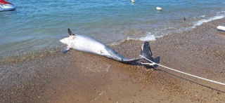 Bodrum'da Karaya Vuran Ölümcül Yunus Şaşkınlık Yarattı