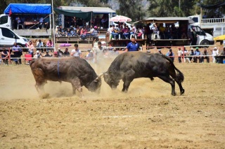 Boğa Güreşi Organizasyonları İkinci Bir Emre Kadar Ertelendi