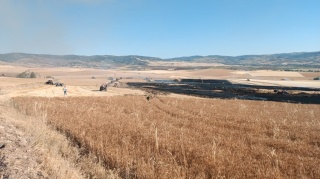 Boğazkale’de 3 Bin Dekar Buğday Tarlasını Küle Çeviren Yangın