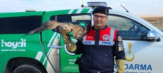 Boğazlıyan'da Yaralı Kızıl Şahin Koruma Altında