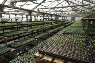 Bolu Belediyesi, 200 Bin Adet Ata Tohumu Yerli Fideleri Çiftçilere Uygun Fiyata Sunacak