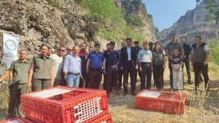 Bolu'da Doğaya 600 Kınalı Keklik Salındı