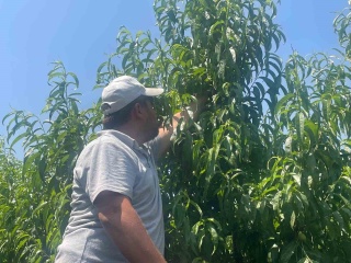 Bu Yaz Bursa Şeftalisinin Fiyatı Uçuyor!