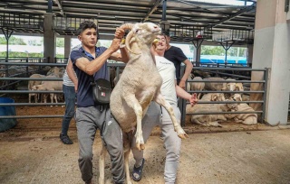 Bursa'da 4 Boynuzlu Koç İlgi Odağı Oldu