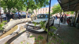 Bursa'da Bir Araç Üzerine Düşen Çınar Dalı