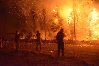 Çanakkale'de Yanan Ormanların Yeniden Ağaçlandırılması