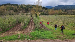 Çanakkale'de Zirai Don Olayından Etkilenen Alanlarda Hasar Tespiti