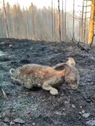 Çankırı'daki Orman Yangınının Yaban Hayatına Etkisi