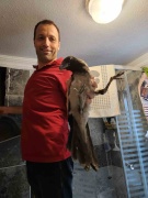 Cide'de Kurtarılan Karganın Doğaya Dönüşü