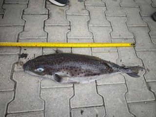 Datça'da Karaya Vuran 68 Santimetrelik Balon Balığı