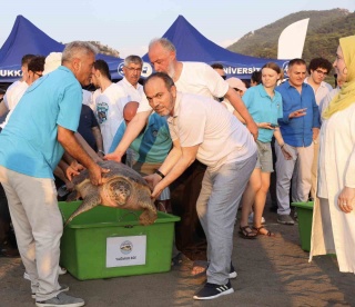 Deniz Kaplumbağalarının Mavi Yolculuğu