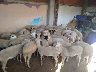 Denizli'de Hayvan Dolandırıcılığı Operasyonu