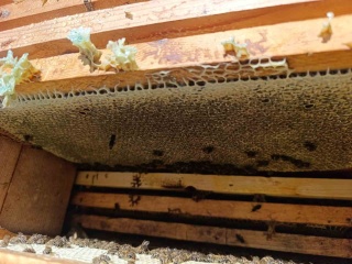 Denizli'de Kekik Balı Üretiminde Rekolte Artışı