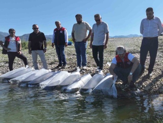 Denizli'de Sazan Balık Popülasyonu Canlandırılıyor