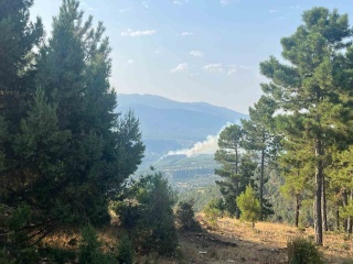 Denizli'deki Zorlu Orman Yangınına Mücadele