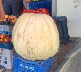 Devasa Bal Kabağı Manisa'da Merak Uyandırıyor