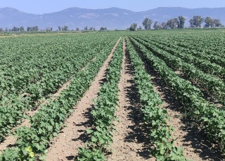 Didim'de Pamuk Tarlalarında Zararlı Kontrolleri Başarıyla Tamamlandı