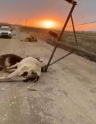 Diyarbakır'daki Fırtına Faciası: Elektrik Direği ve Hayvan Kaybı