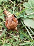 Doğa Yürüyüşünde Keşfedilen İlginç Böcek