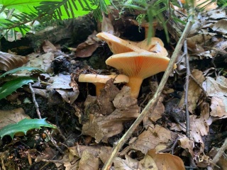 Doğada Yetişen Mantarlara Dikkat!