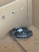 Doğanın Hassas Canlısını Kurtarma: Bursa'daki Yaralı Ağaçkakan