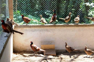 Doğaya Bırakılan Binlerce Sülün ve Kızıl Geyik