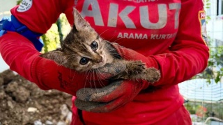 Drenaj Borusunda Mahsur Kalan Yavru Kediye Umut Işığı: Mahallelinin Seferberliği