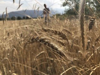 Dünya Hububat Arzında 3 Milyar Ton Barajı Aşılıyor