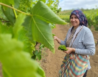 Dünyada Ünlü Sarıgöl Üzüm Bağlarından Yaprak Toplama Sezonu