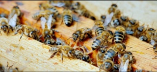 Düzce Arısı Koruma Altında: Arıcılar Bilgilendirme Toplantısında