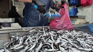 Düzce’de Hamsi Bolluğu: Palamutun Yokluğunda Tezgahlar Şenlendi