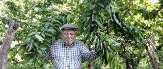 Ege Yaylalarında Meyve Ağaçları Hasrete Düştü