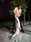 Elazığ'da Dev Turna Balığı Yakalandı