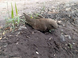 Elazığ'da Duyarlı Vatandaş ve Ebabil Kuşu Kurtarma Hikayesi