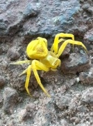 Elazığ'da Nadir Rastlanan Sarı Yengeç Örümceği