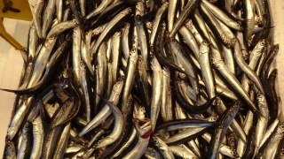 Erken Gelen Hamsi Sezonu: Balıkçılar Endişeli