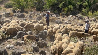 Erzincan'da Kurt ve Ayı Saldırısı: Kayıp ve Yaralı Koyunlar