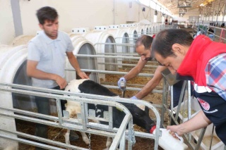 Erzincan’da Tüm Hayvanlar Şap Hastalığına Karşı Aşılanıyor