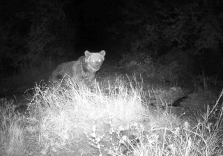 Erzincan'ın Vahşi Doğası: Fotokapanlarıyla Yakalanan Anlar