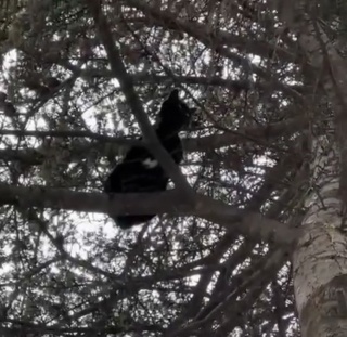 Eskişehir'de Ağaçta Mahsur Kalan Sokak Kedisi Kurtarıldı