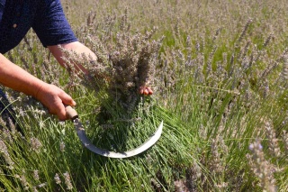 Eskişehir'de Lavanta Hasadı: Doğal ve Ücretsiz Bir Deneyim